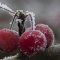 Eiszeit: Beeren des gewöhnlichen Schneeballes im Garten (Foto: Heidi Schippert-Haas)