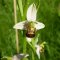 Bienenorchis in Privatgarten (Foto: Walter Schläpfer)