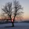 Nussbaum im Winter (Foto: Andrea Sabrina Schmid)