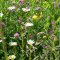 Artenreiche Blumenwiese in Oberwil (Foto: Doris Kohler-Weiss)