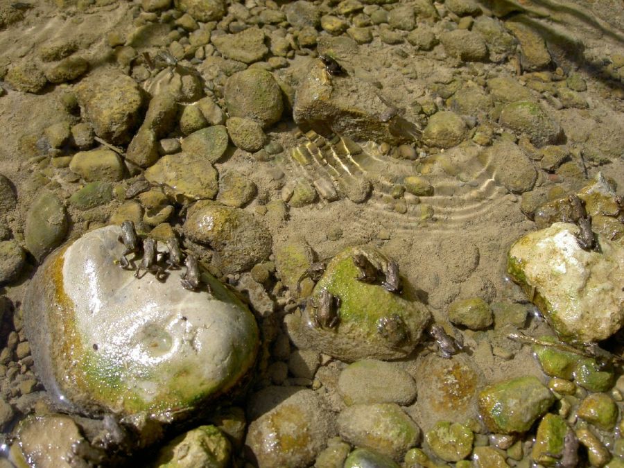 Badende Amphibien-Jungtiere im Eigental (Foto: Erika Gisler)