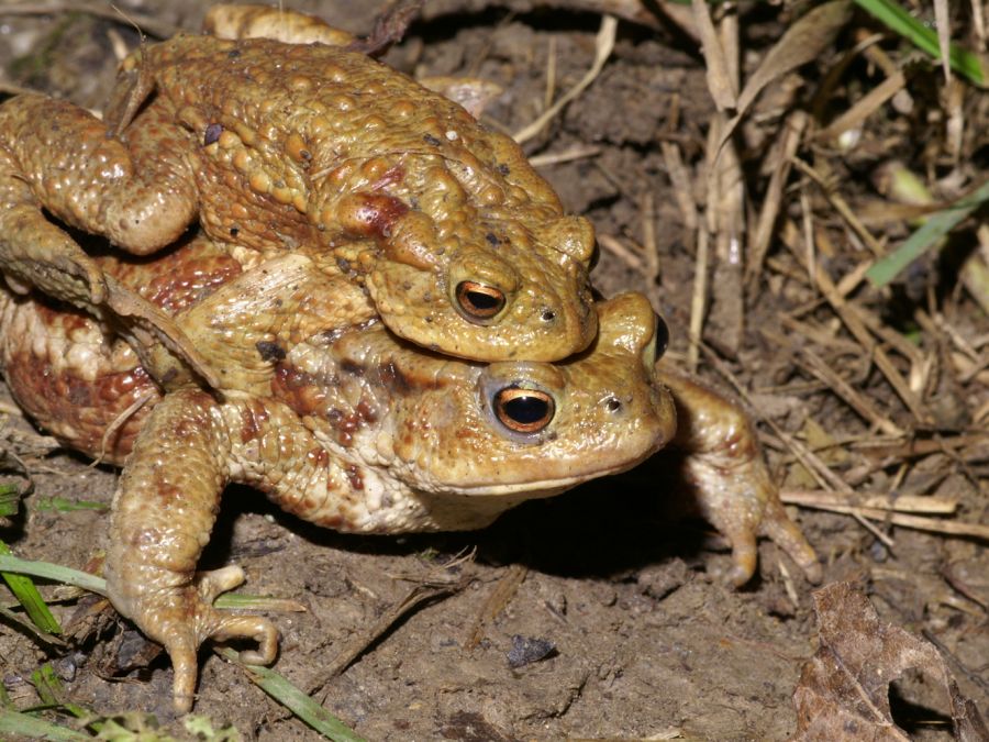 Erdkrötenpärchen (Bufo bufo) im Eigental (Foto: Thomas Maag)