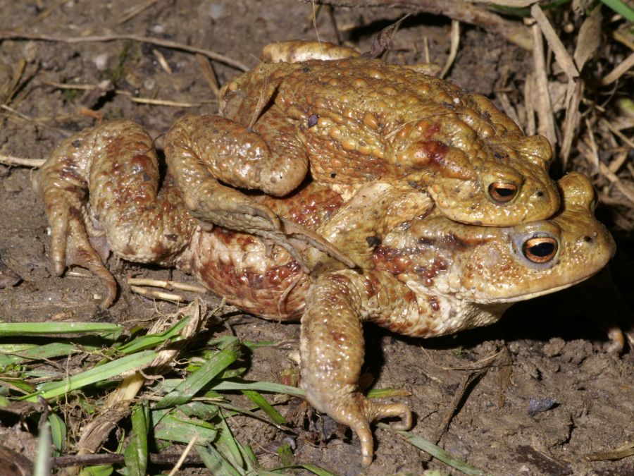 Erdkrötenpärchen (Bufo bufo) während der Laichzeit (Foto: Thomas Maag)