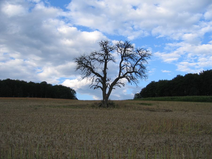 Alter Birnbaum vor Fällung (Foto: Urs Gloor), Eingabe NBN Fotowettbewerb 2008, Bannacher in Nürensdorf (Foto: Urs Gloor), Eingabe NBN Fotowettbewerb 2008