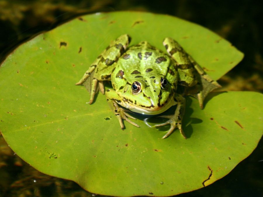 Wasserfrosch in einem Garten, Bassersdorf (Foto: Ruedi Dändliker), Eingabe NBN Fotowettbewerb 2008
