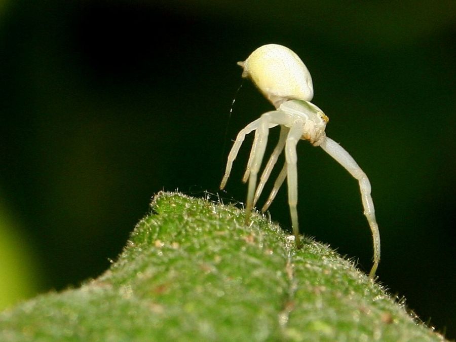 Veränderliche Krabbenspinne, Bassersdorf (Foto: Ruedi Dändliker), Eingabe NBN Fotowettbewerb 2008