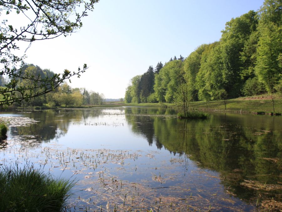 Eigental-Weiher im Frühling (Foto: Beatrice Hitz), Eingabe NBN Fotowettbewerb 2008