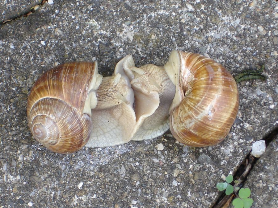 Zwei Schnecken, Nürensdorf (Foto: Sepp Kern), Eingabe NBN Fotowettbewerb 2008