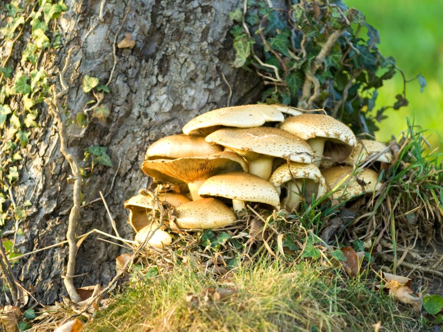 Pilz an einem Baum, Birchwil (Foto: Marcel Gradolf), Eingabe NBN Fotowettbewerb 2008