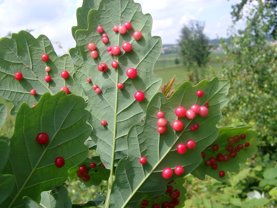 Gallwespe an Eichblatt, Geissloo Bassersdorf (Foto: August Erni), Eingabe NBN Fotowettbewerb 2008