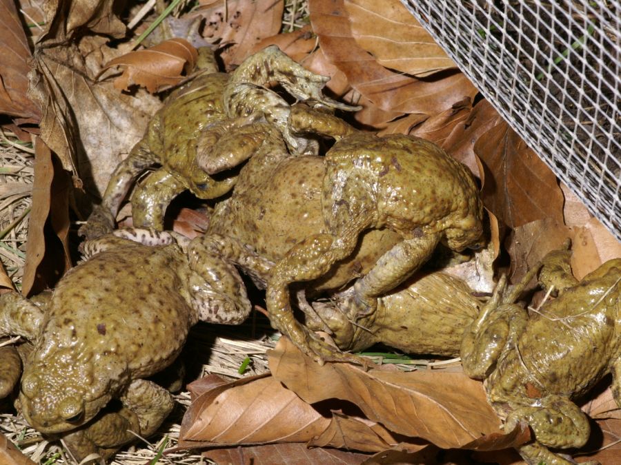 Erdkröten (Bufo bufo) am Zaun (Bild: Thomas Maag)