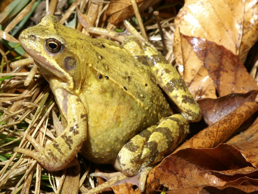 Grasfrosch (Rana temporaris) im Eigental (Foto: Thomas Maag)
