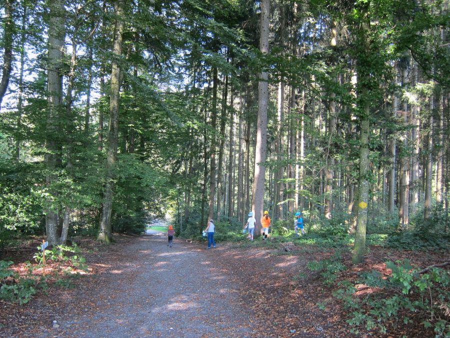 Wo die Waldfeen und Kobolde leben (Foto: Erika Gisler)