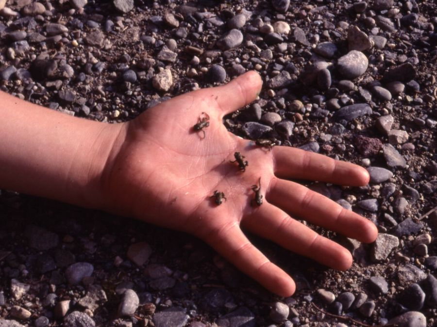 Junge Amphibien im Eigental auf Hand eines Jungen (Foto: Erika Gisler)
