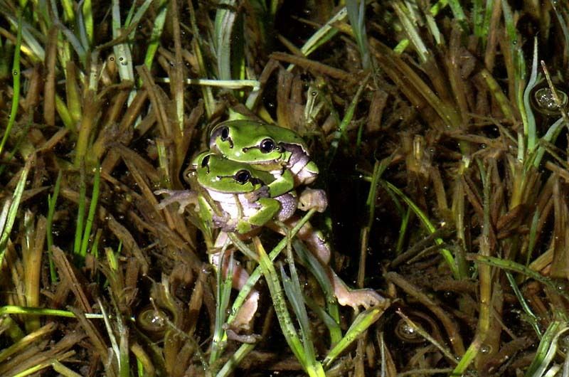 Laubfroschpärchen (Arborea) (Foto: Thomas Maag)