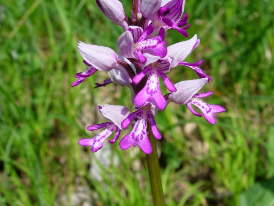 Orchidee im Eigental (Foto: Adrina Müller)