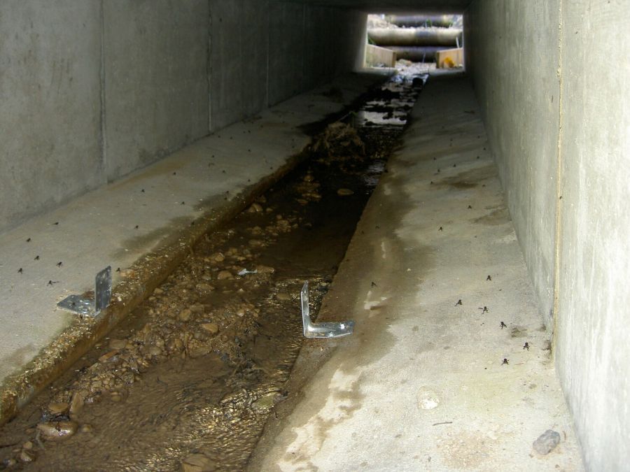 Junge Amphibien im Amphibientunnel im Eigental (Foto: Erika Gisler)