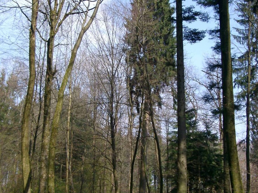 Wald Nürensdorf (Foto: August Erni)