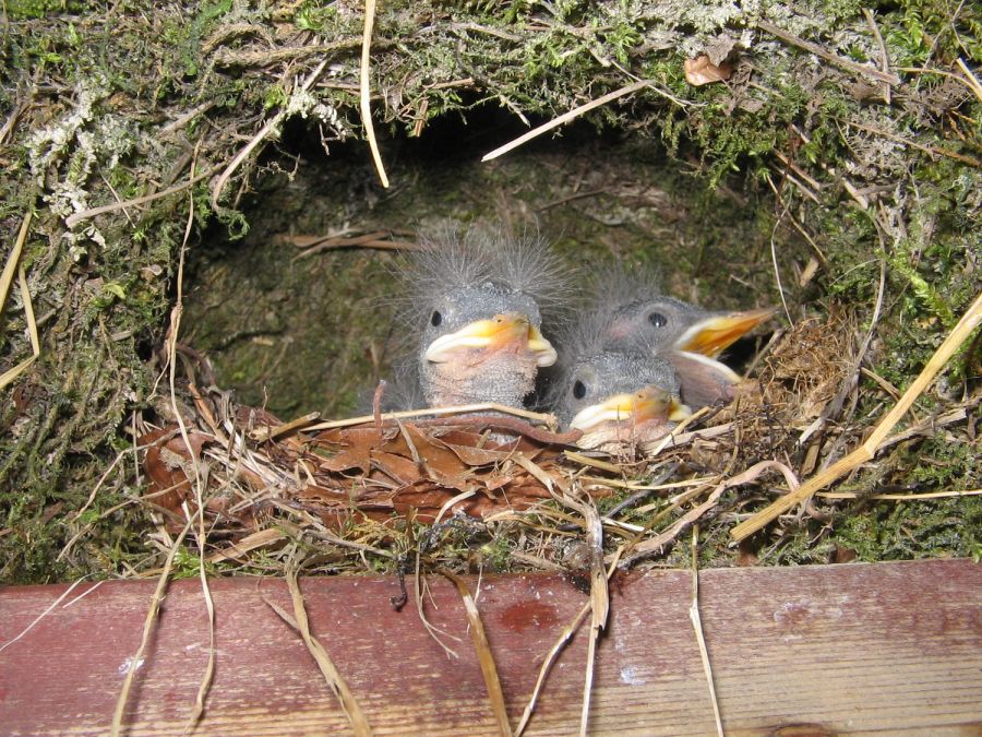 Junge Wasseramseln im Nest (Foto: Dominic Blosser)