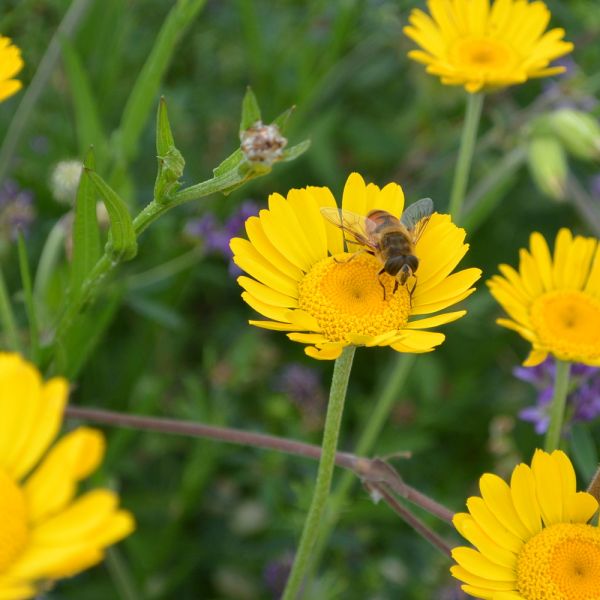 Mistbiene auf Färber-Kamille (Foto: Doris Kohler-Weiss)