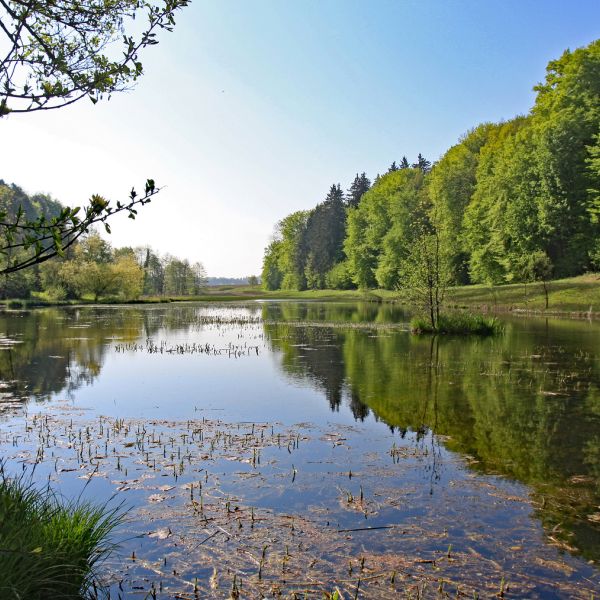 Eigentalweiher im Sommer (Foto: Béatrice Hitz)