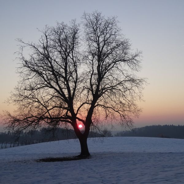 Nussbaum im Winter (Foto: Andrea Sabrina Schmid)