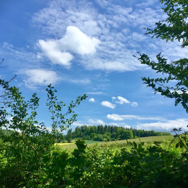 Am Wald, oberhalb Weiherstrasse Nürensdorf (Foto: Joana Tur Cardona)