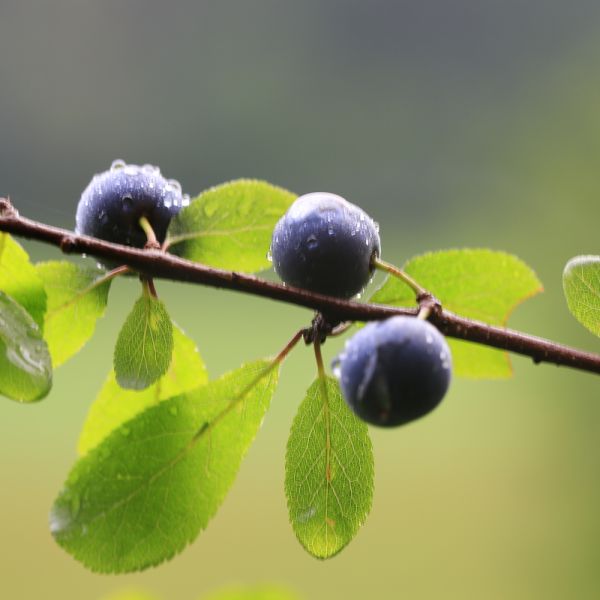 Schwarzdorn mit Früchten (Foto: Heidi Schippert-Haas)