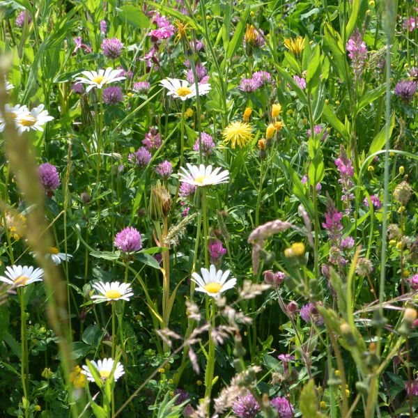 Artenreiche Blumenwiese in Oberwil (Foto: Doris Kohler-Weiss)