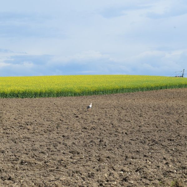 Märchenhafte Kräuterwanderung (Foto: Erika Gisler)