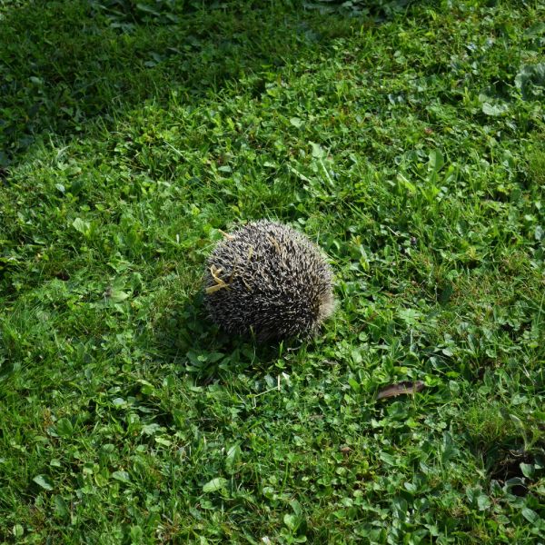 Igelexkursion im Garten von Walter Schläpfer (Foto: Erika Gisler)