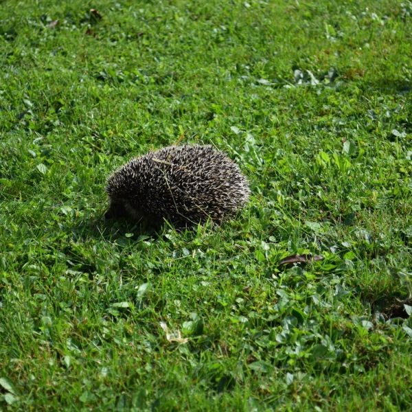Igelexkursion im Garten von Walter Schläpfer (Foto: Erika Gisler)