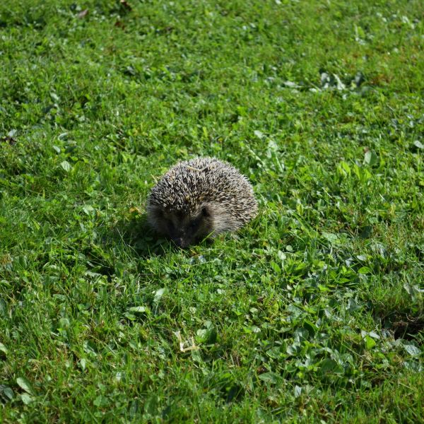 Igelexkursion im Garten von Walter Schläpfer (Foto: Erika Gisler)