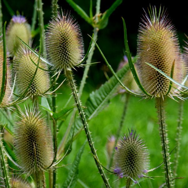 Kardedistel (einheimisch), Eigental (Foto: Ewa Goldzinska)