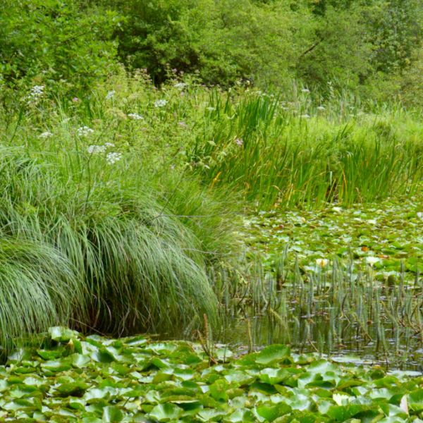 Weisse Seerose, Tannenwedel, Grossseggen, Hecke Eigentalweiher (Foto: Ewa Goldzinska)