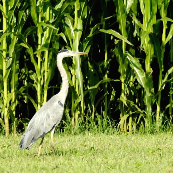 Graureiher auf Futtersuche im Maisfeld (Foto: Jürg Frey)