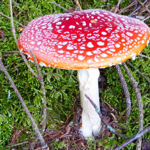 Schöner einheimischer Fliegenpilz (Foto: Silvia Walthard)
