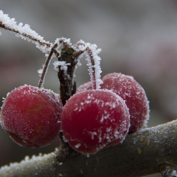 Eiszeit: Beeren des gewöhnlichen Schneeballes im Garten (Foto: Heidi Schippert-Haas)