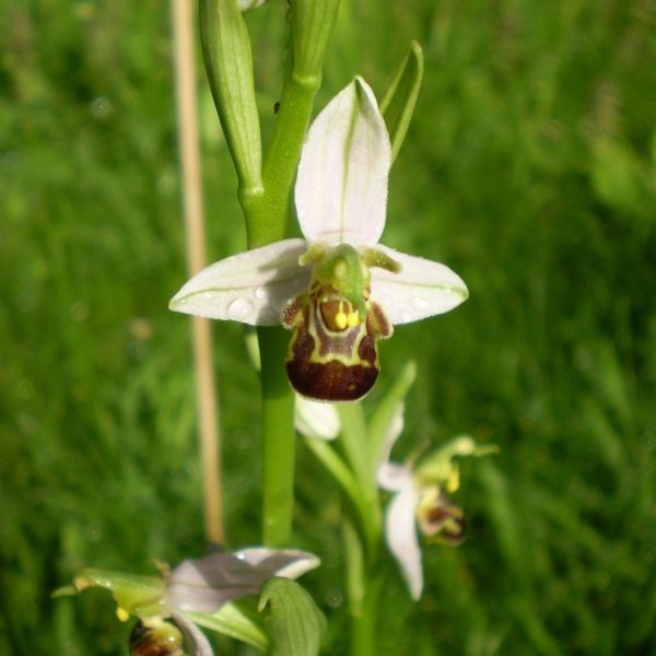 Bienenorchis in Privatgarten (Foto: Walter Schläpfer)