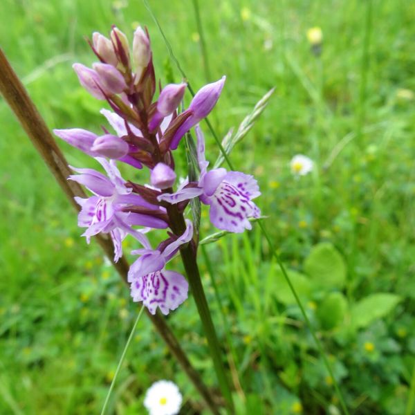 Knabenkraut in Privatgarten (Foto: Walter Schläpfer)