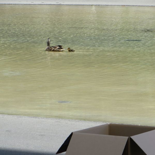 Entenmutter und ein Küken auf Wasser vor Migros, die restlichen Küken in Schachtel