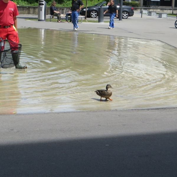Tierrettungsgesellschaft will Mutter einfangen