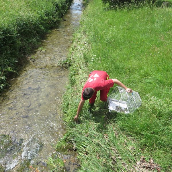 Küken werden am Altbach freigelassen