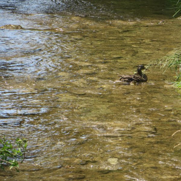 Entenmutter mit Küken im Altbach
