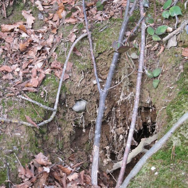 Wald-Exkursion mit Güst Erni (Foto: Erika Gisler)