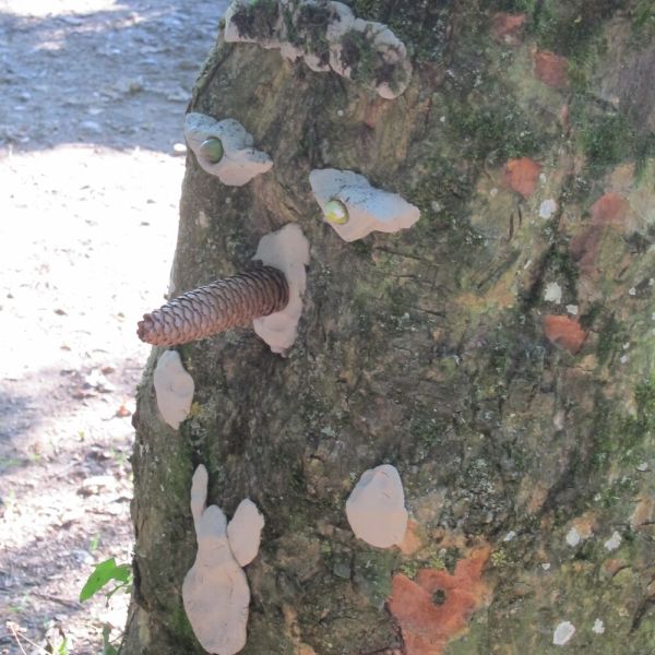 Wo die Waldfeen und Kobolde leben (Foto: Erika Gisler)