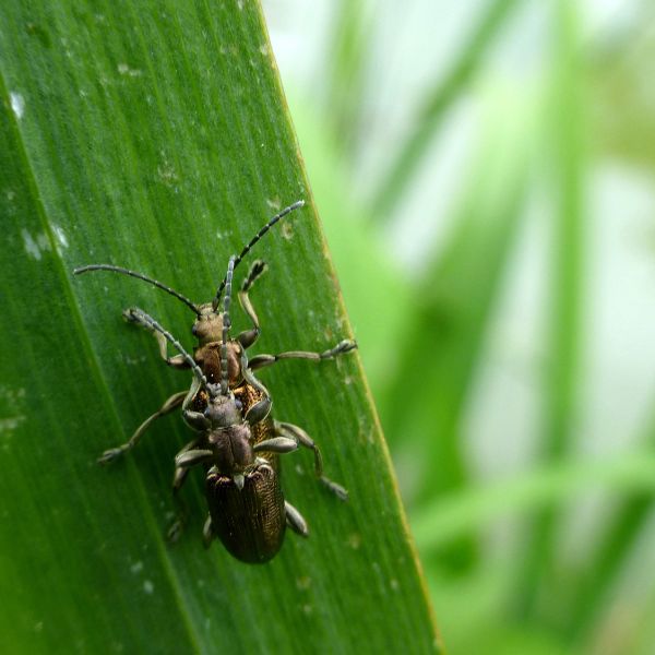 Schilfkäfer im Eigental (Foto: Béatrice Hitz)
