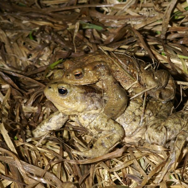 Erdkröten auf Wanderung (Foto: Thomas Maag)