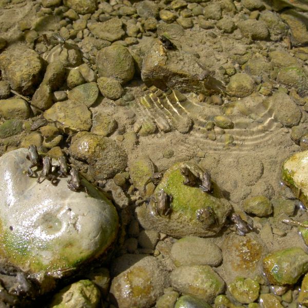 Junge Amphibien beim Verlassen des Eigentalweihers (Foto: Erika Gisler)