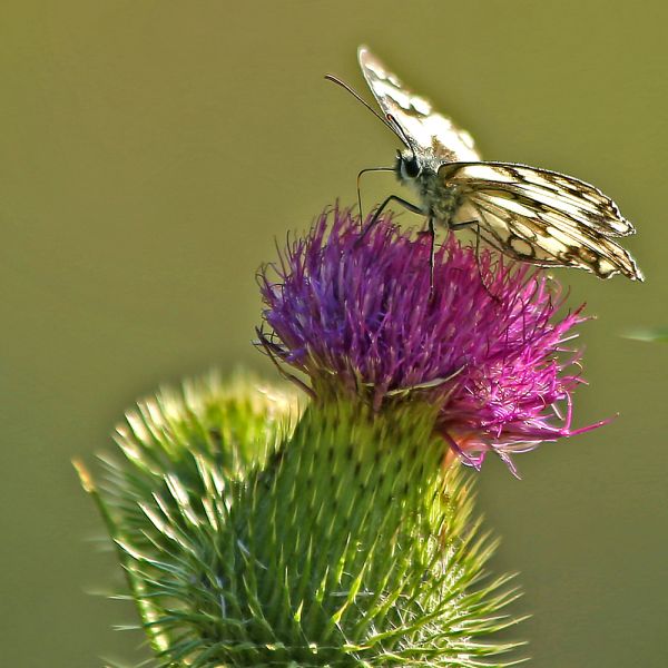 Schachbrettfalter auf gewöhnlicher Kratzdistel (Foto: Béatrice Hitz)